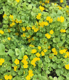 Lysimachia nummularia